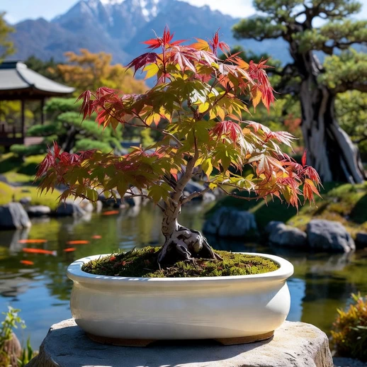 Japanese Maple Bonsai