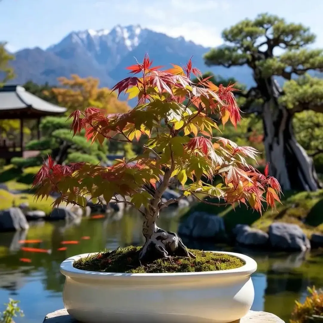 Japanese Maple Bonsai