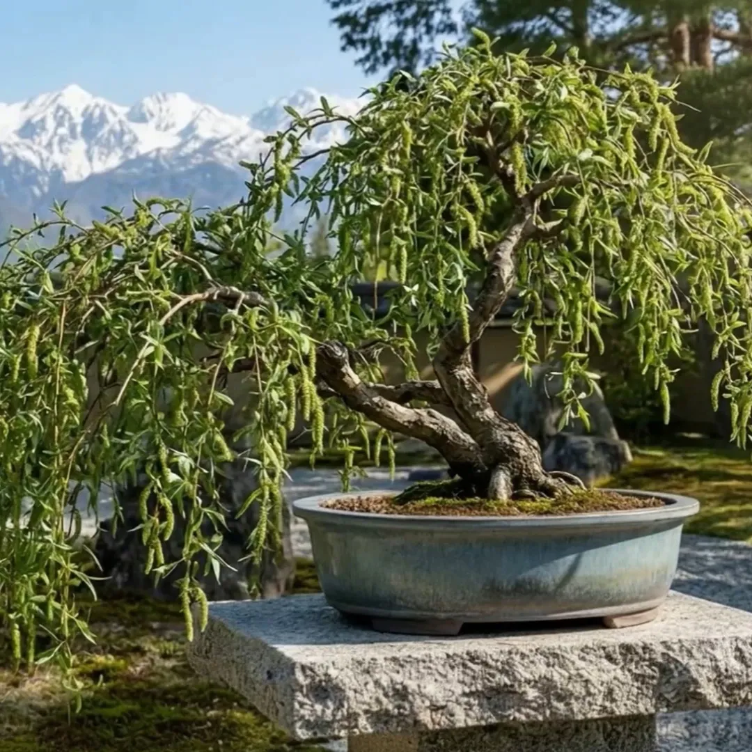 Weeping Willow Bonsai